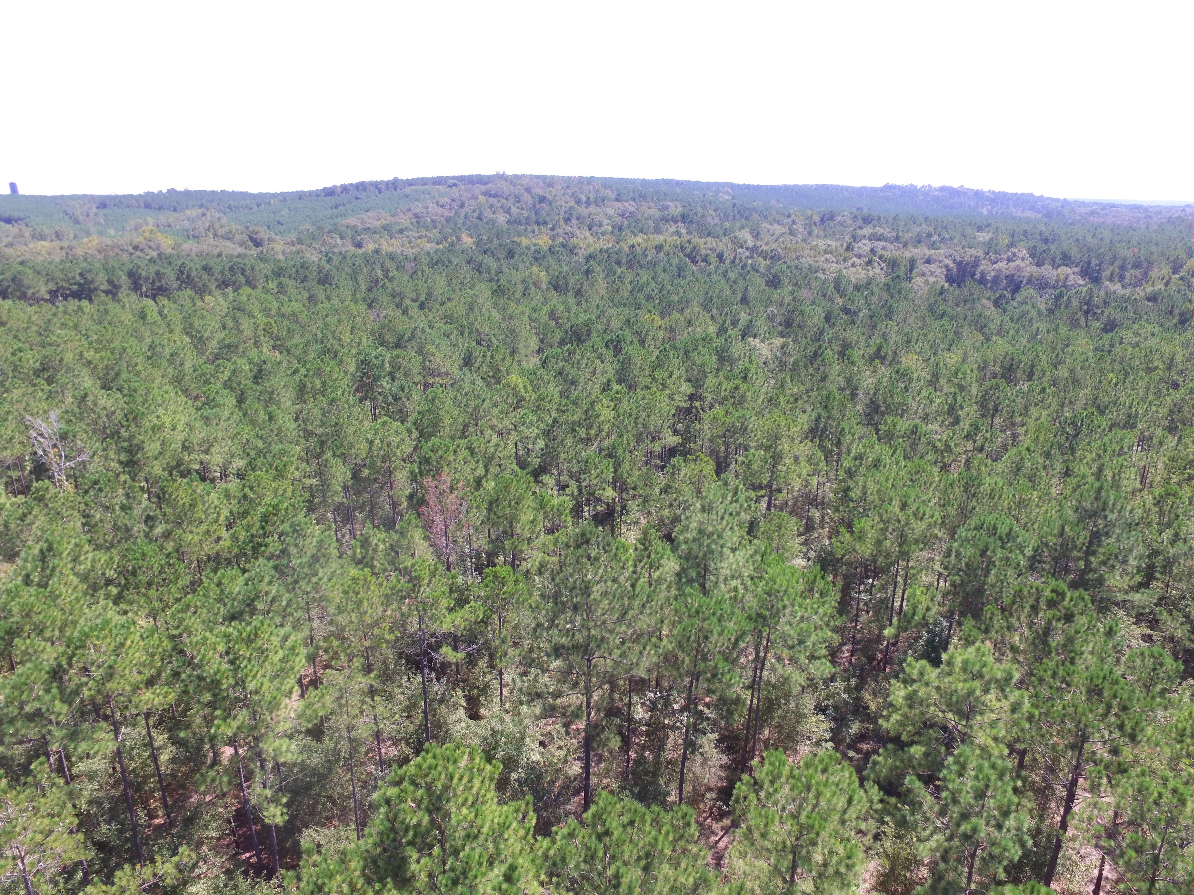 Property #1 - 133 +/- Total Acres - Clay County, GA