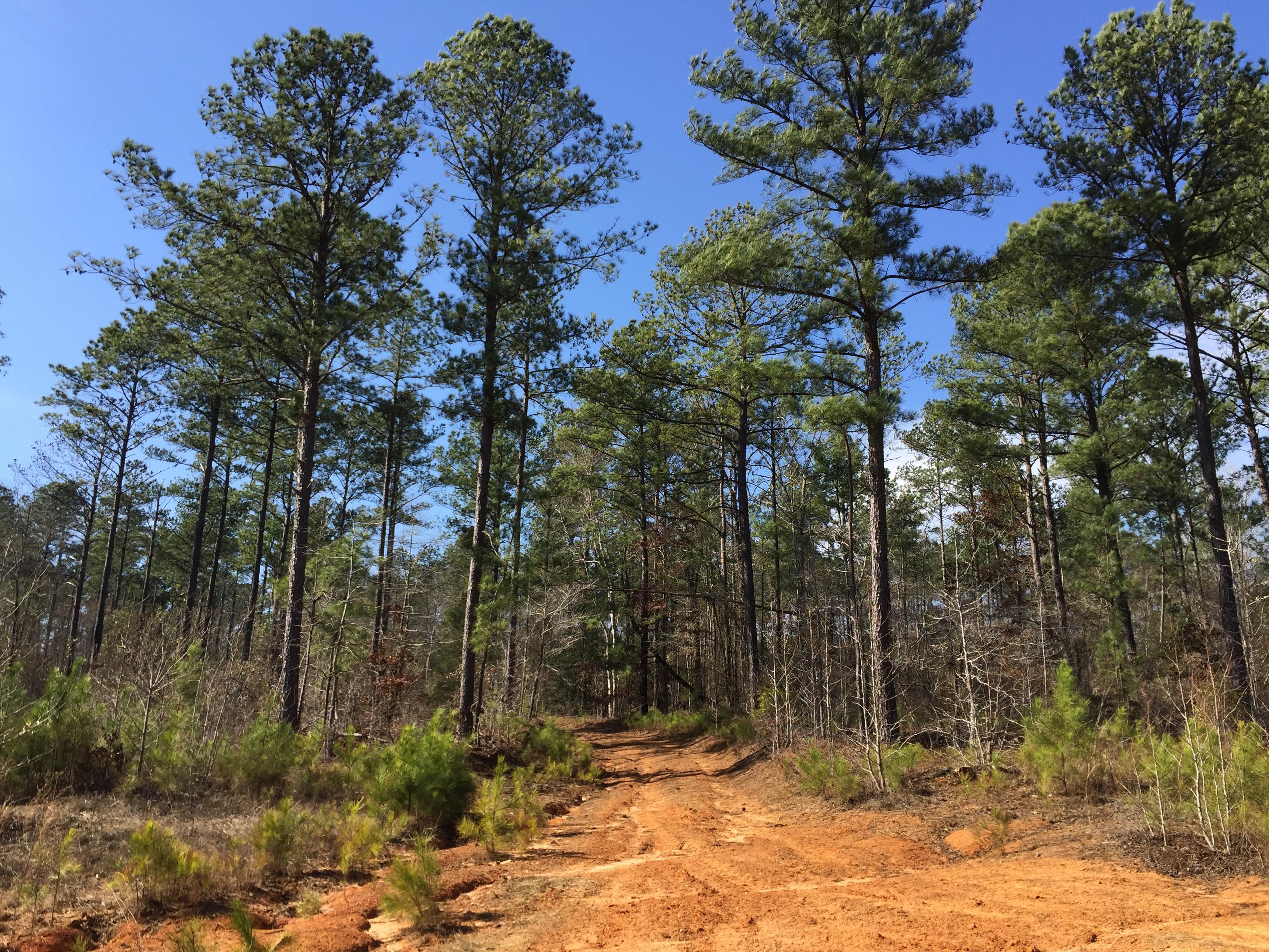 PROPERTY #1 - 956± Total Acres - MARION COUNTY, GA