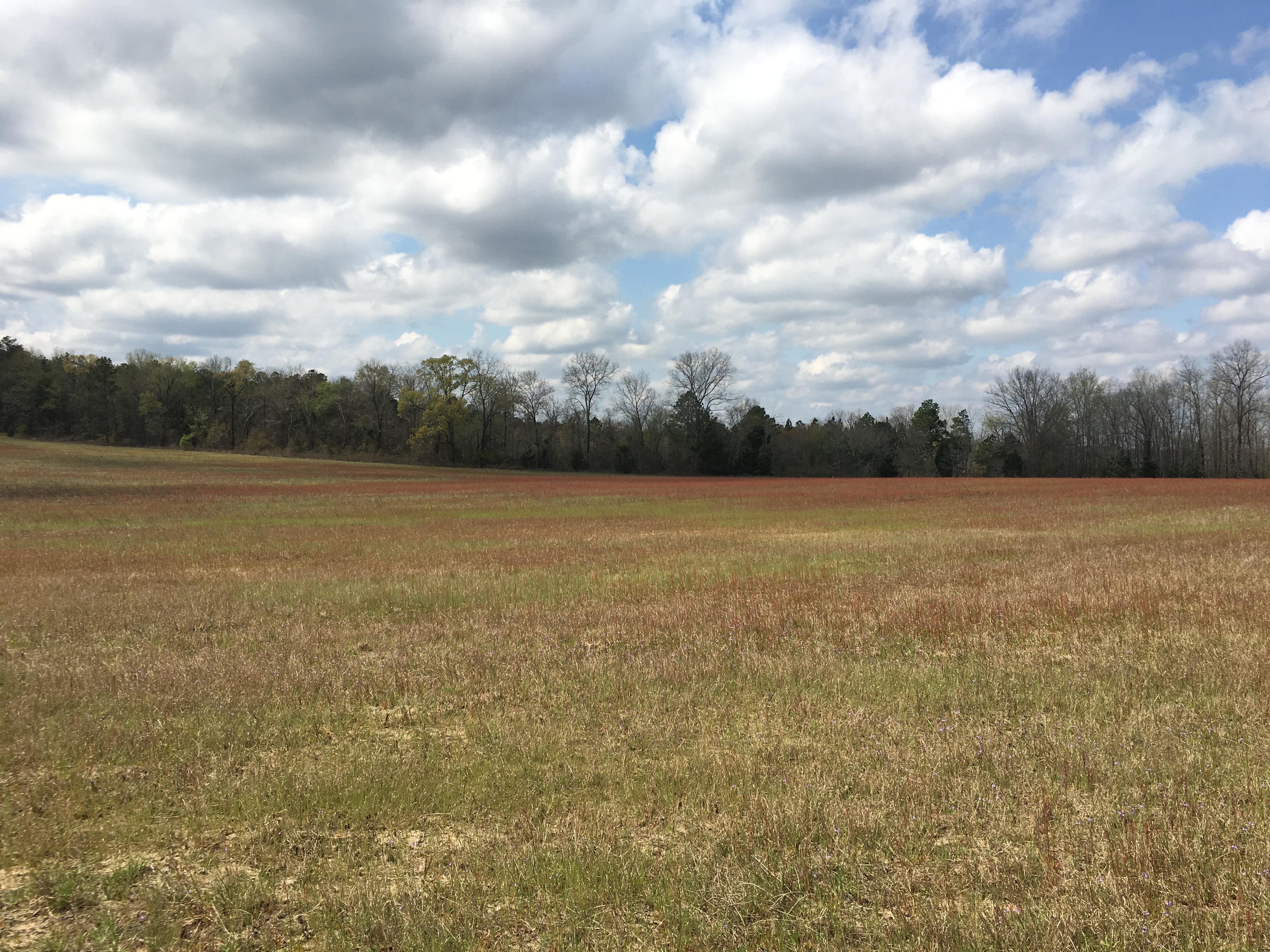 180+/- TOTAL ACRES - MARION COUNTY, GA