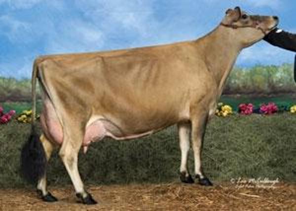 woodsbrook-milking-herd-bred-heifer-dispersal