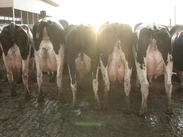 marks-dairy-holstein-milking-herd-dispersal