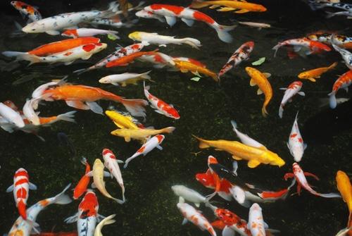 HIGHLY SOUGHT-AFTER KOI FISH: To Be Sold Live at Auction!