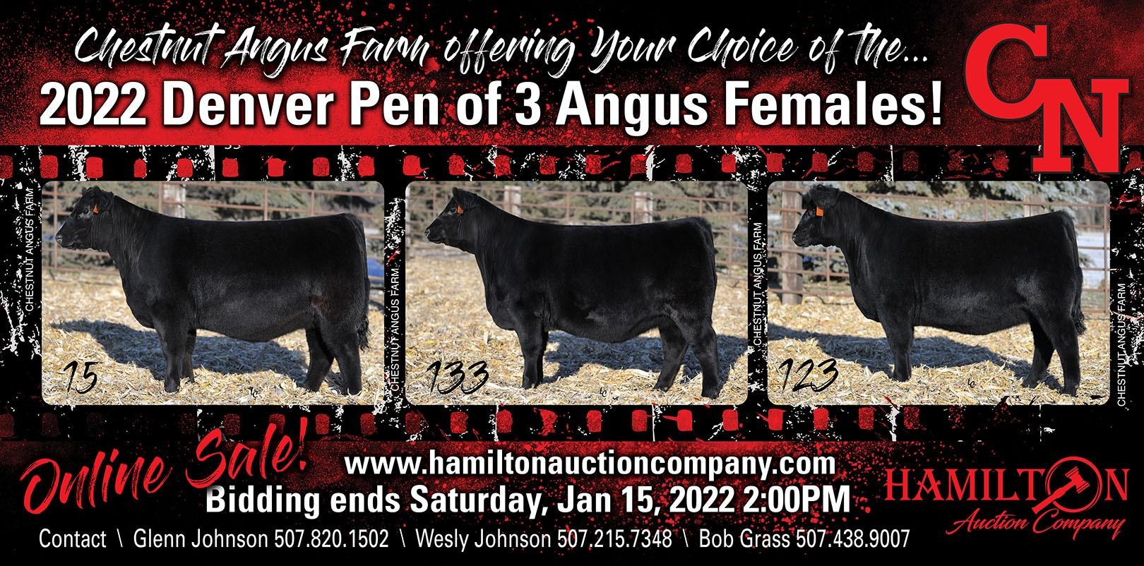 Chestnut Angus Pen of Heifers at NWSS 2022