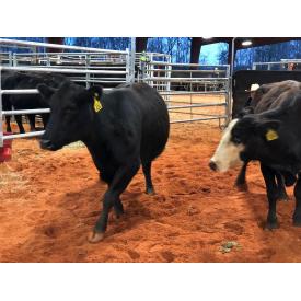LAZY N FARMS COMMERCIAL CATTLE LIQUIDATION