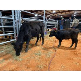 LAZY N FARMS COMMERCIAL CATTLE LIQUIDATION