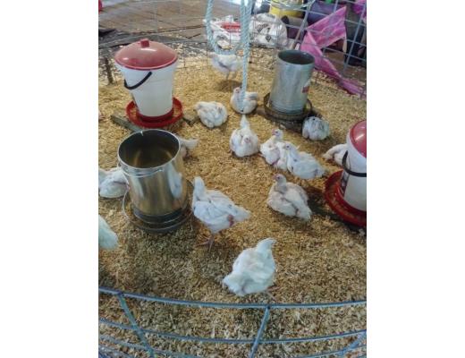 Cleveland Livestock Show and Dairy Day