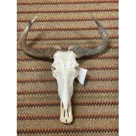 Museum Quality, Unique Personal Collection of Wildlife, Taxidermy, Pictures, and Hunting Memorabilia ~ Sign Collection ~ And Much More!