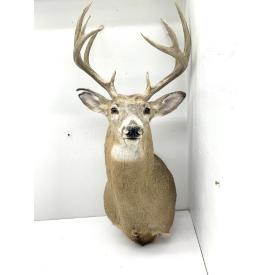 TAXIDERMY │ SADDLES │ VINTAGE FISHING REELS │ RELOADING EQUIPMENT │ AMMO │ AND MORE