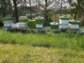 Awesome Bee Hives With One Active