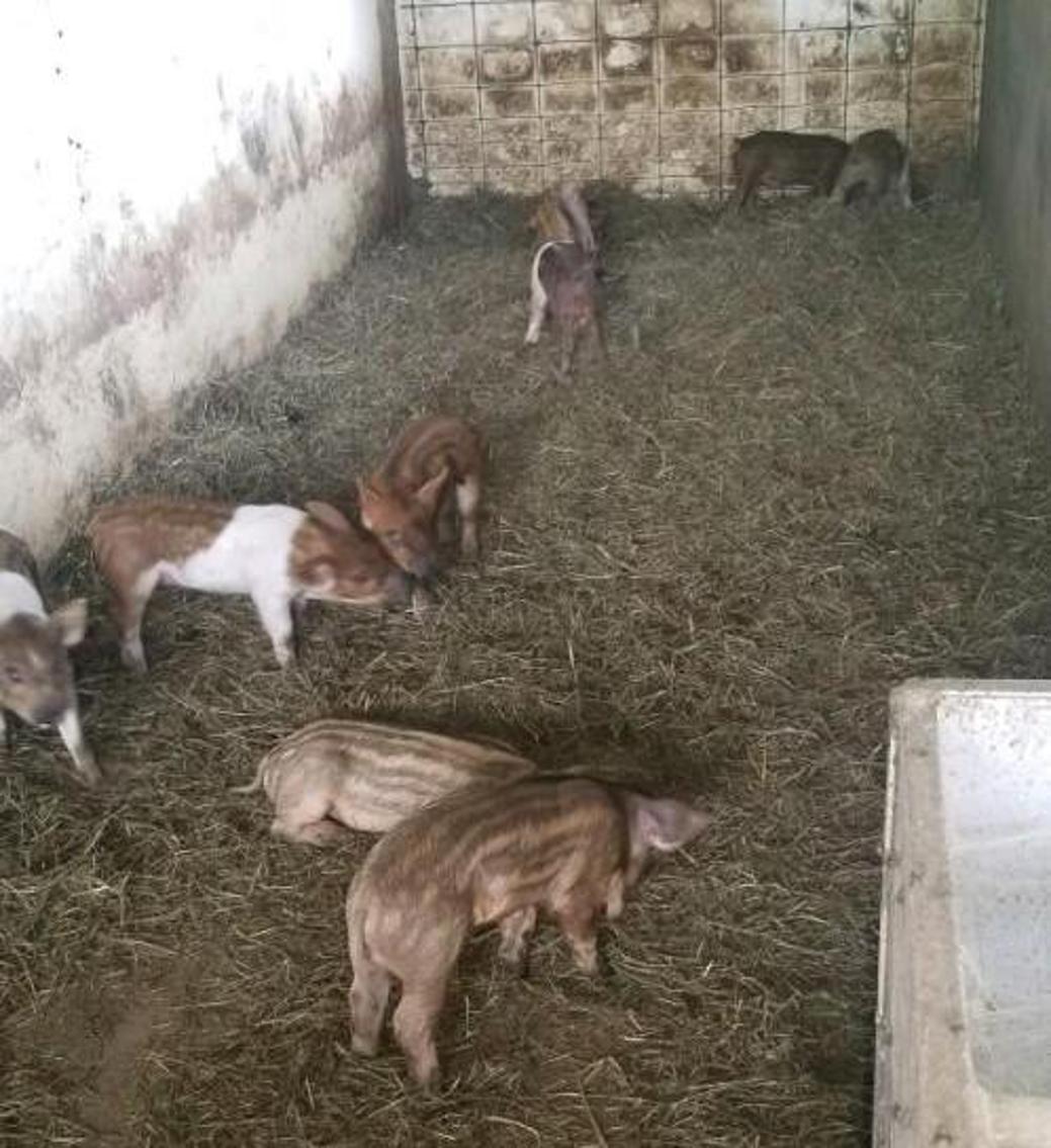 (30) Mangalitsa, Red Wattle, Duroc Cross Feeder Pigs