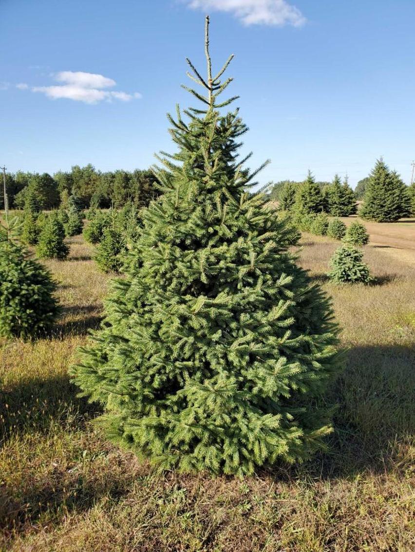 Iverson Tree Farm: Trees to be Moved & Surplus Trees