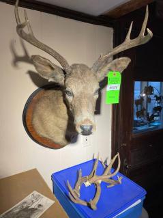 whitetail-deer-mount-assorted-antlers