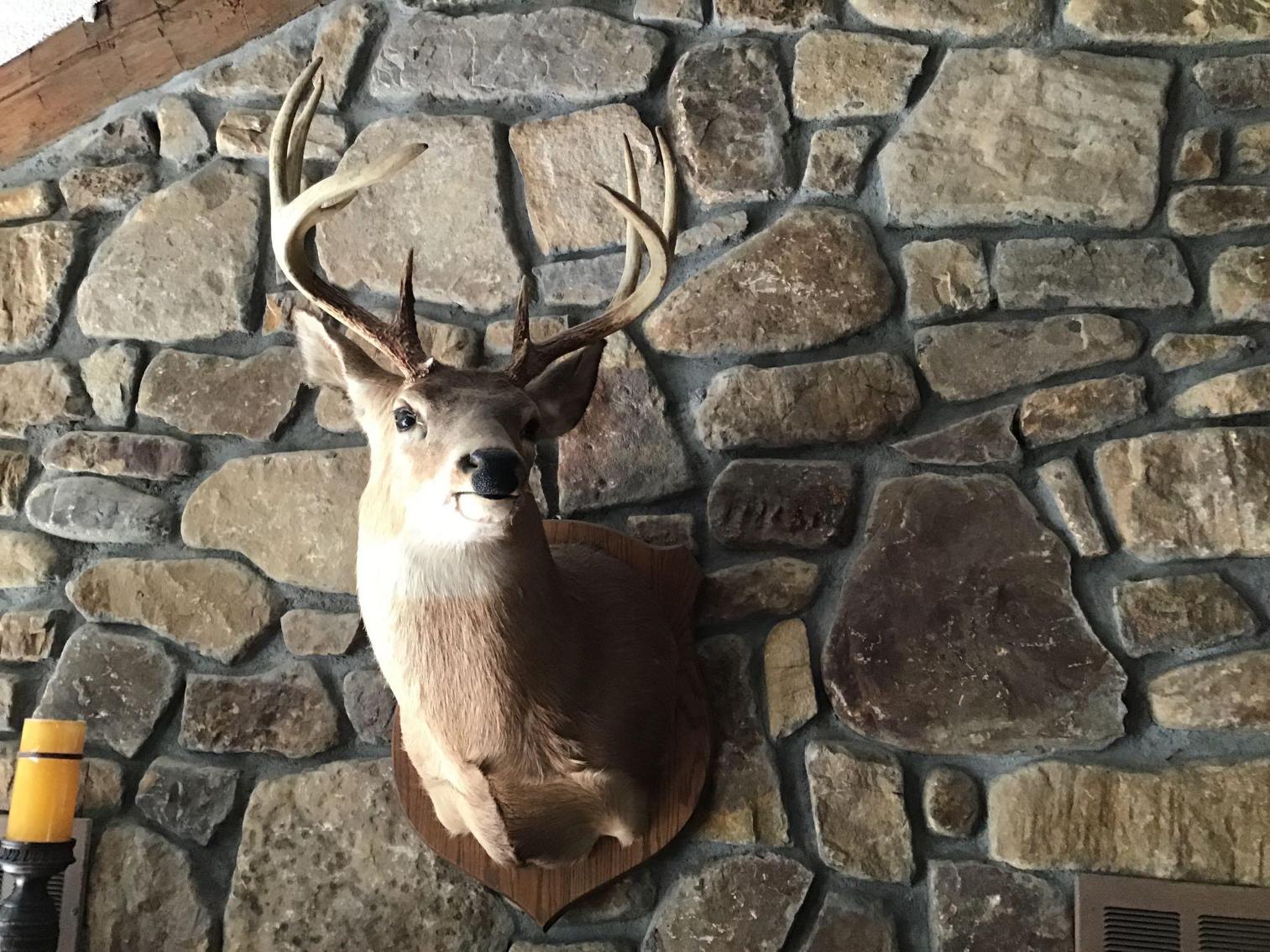 Image for Taxidermy Deer Head - 10 Point 