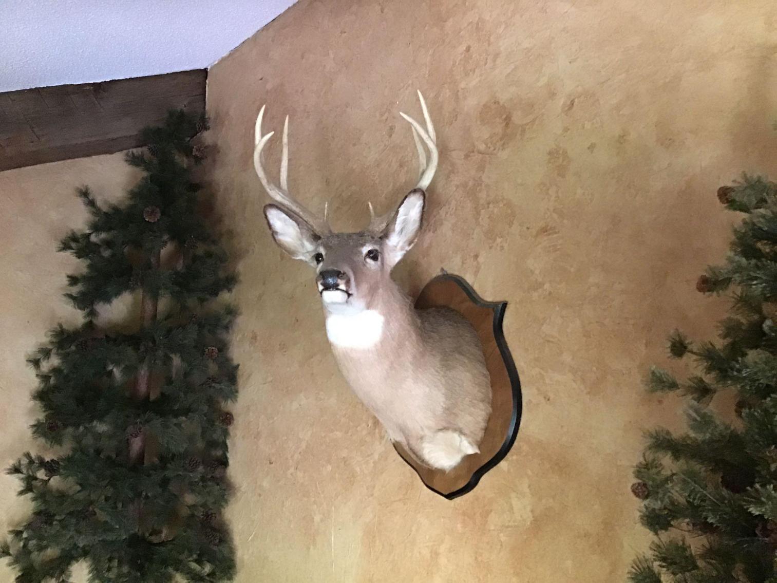 Image for Taxidermy Deer Head