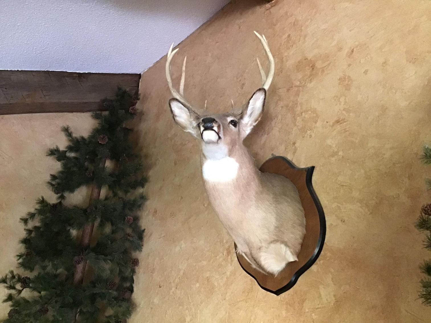 Image for Taxidermy Deer Head