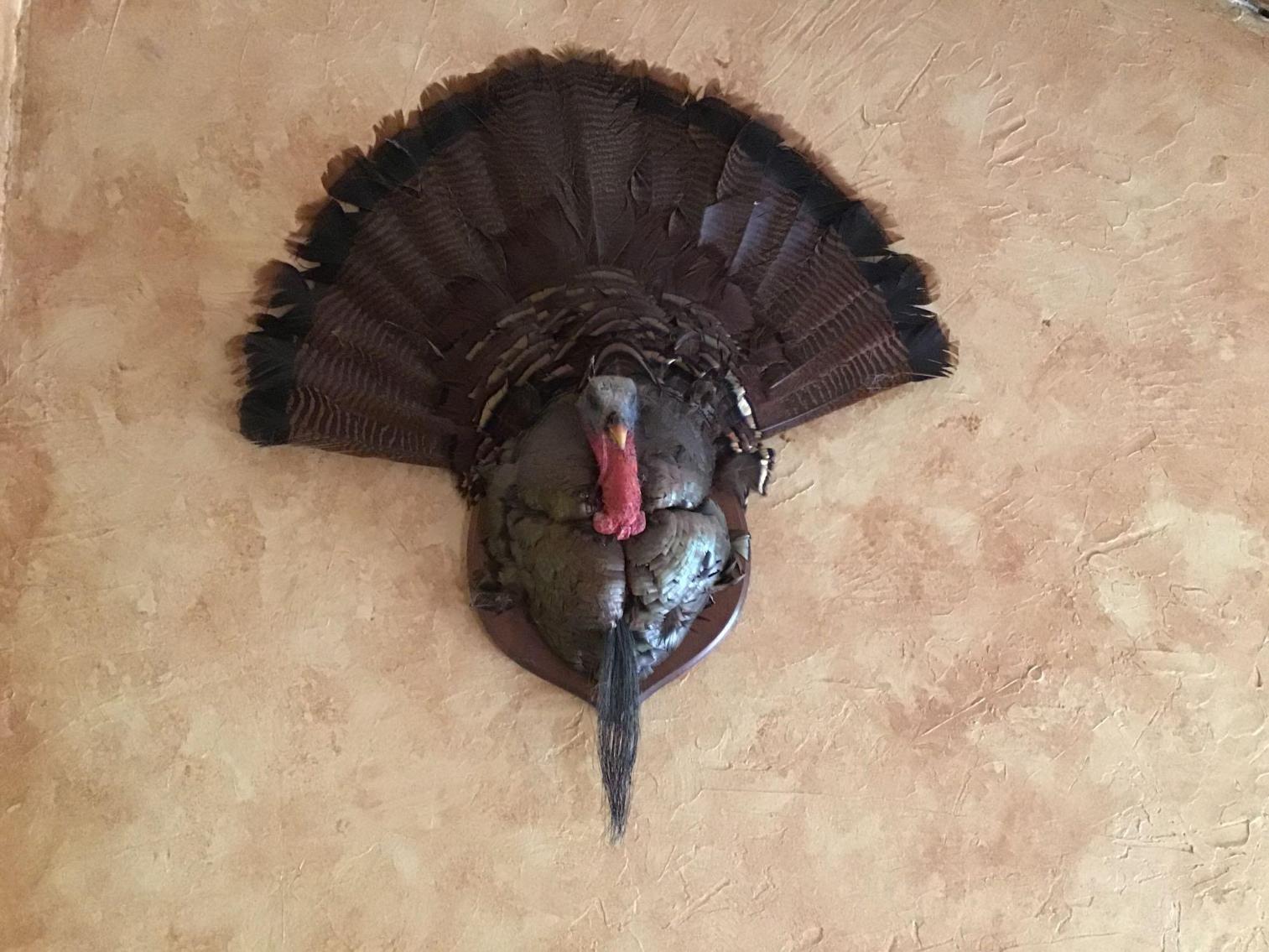 Image for Wild Turkey Taxidermy 