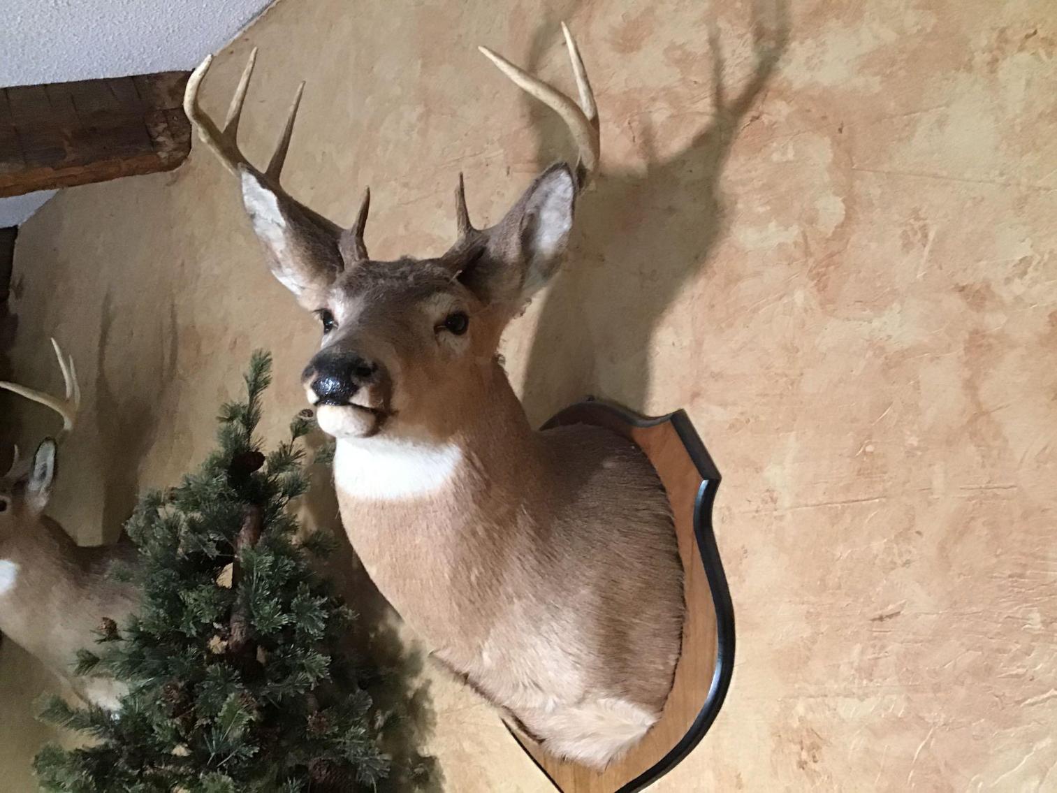 Image for Taxidermy Deer