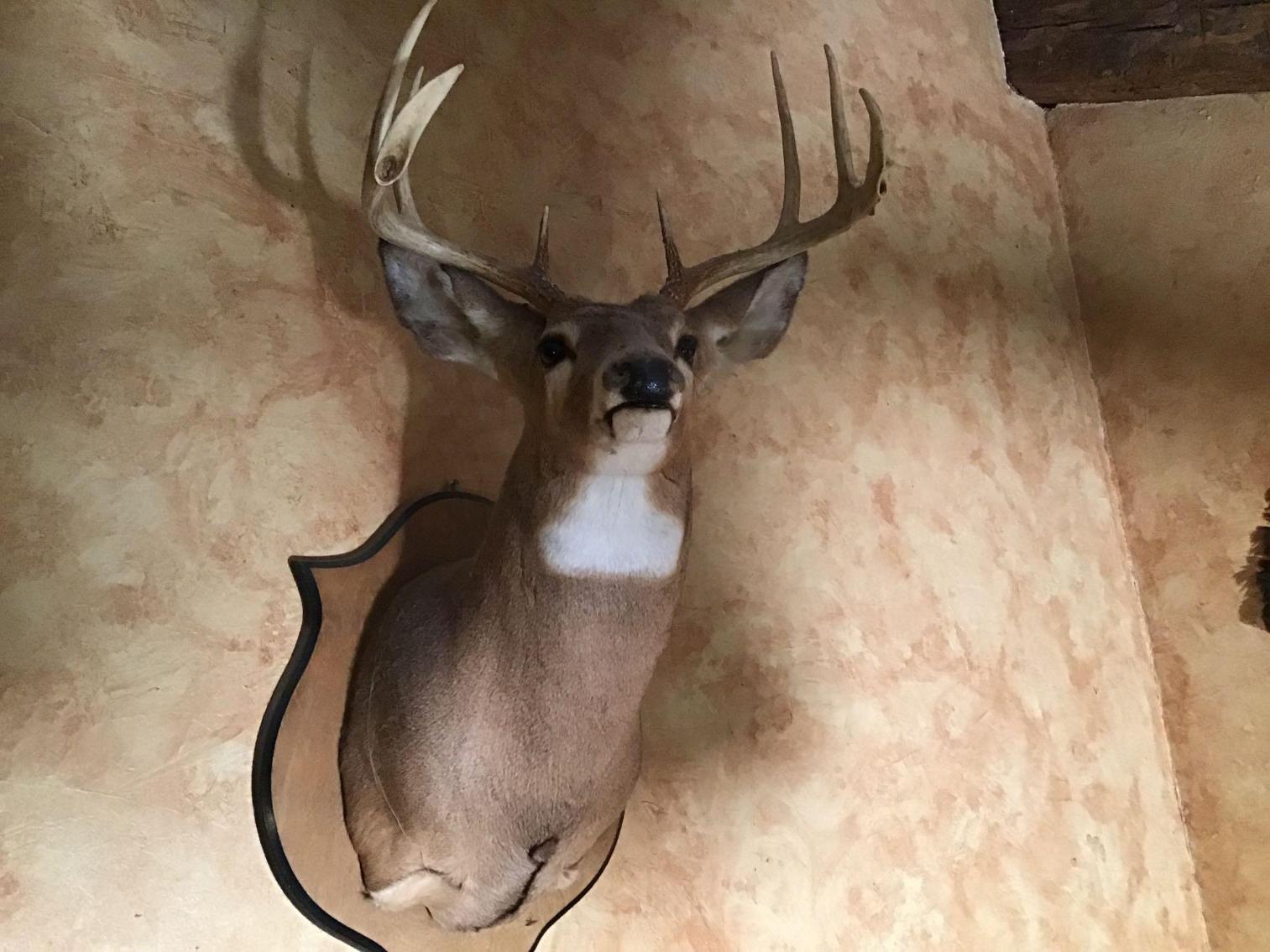 Image for Taxidermy Deer