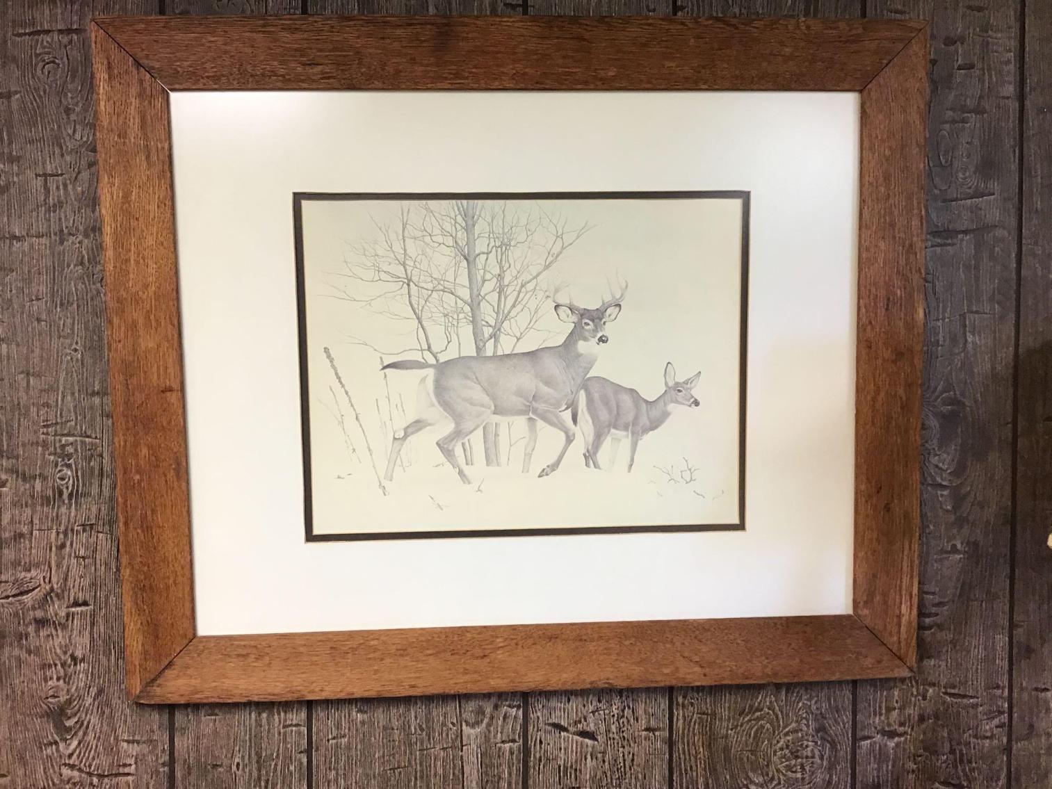 Image for Framed Print of Deer