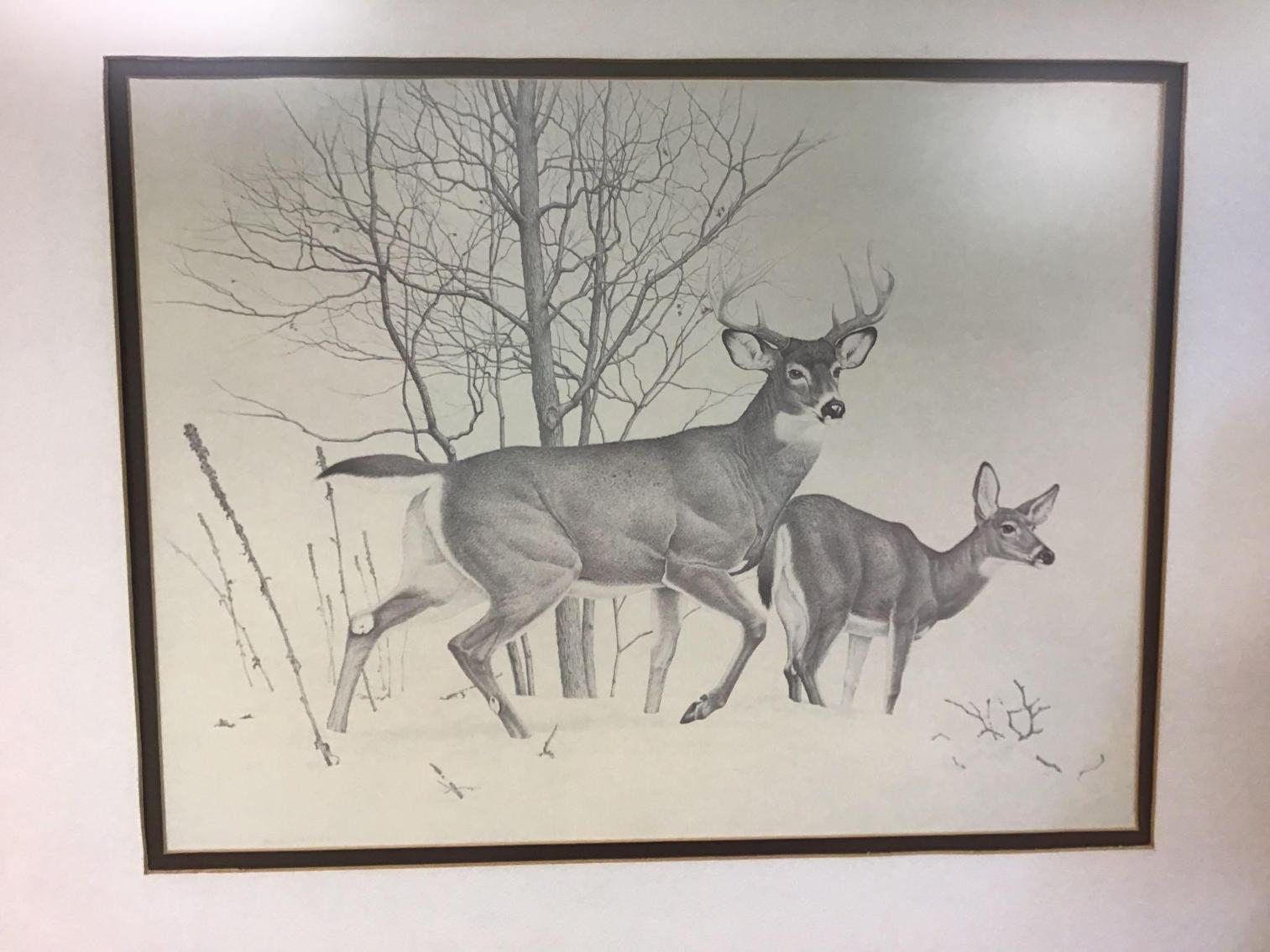Image for Framed Print of Deer
