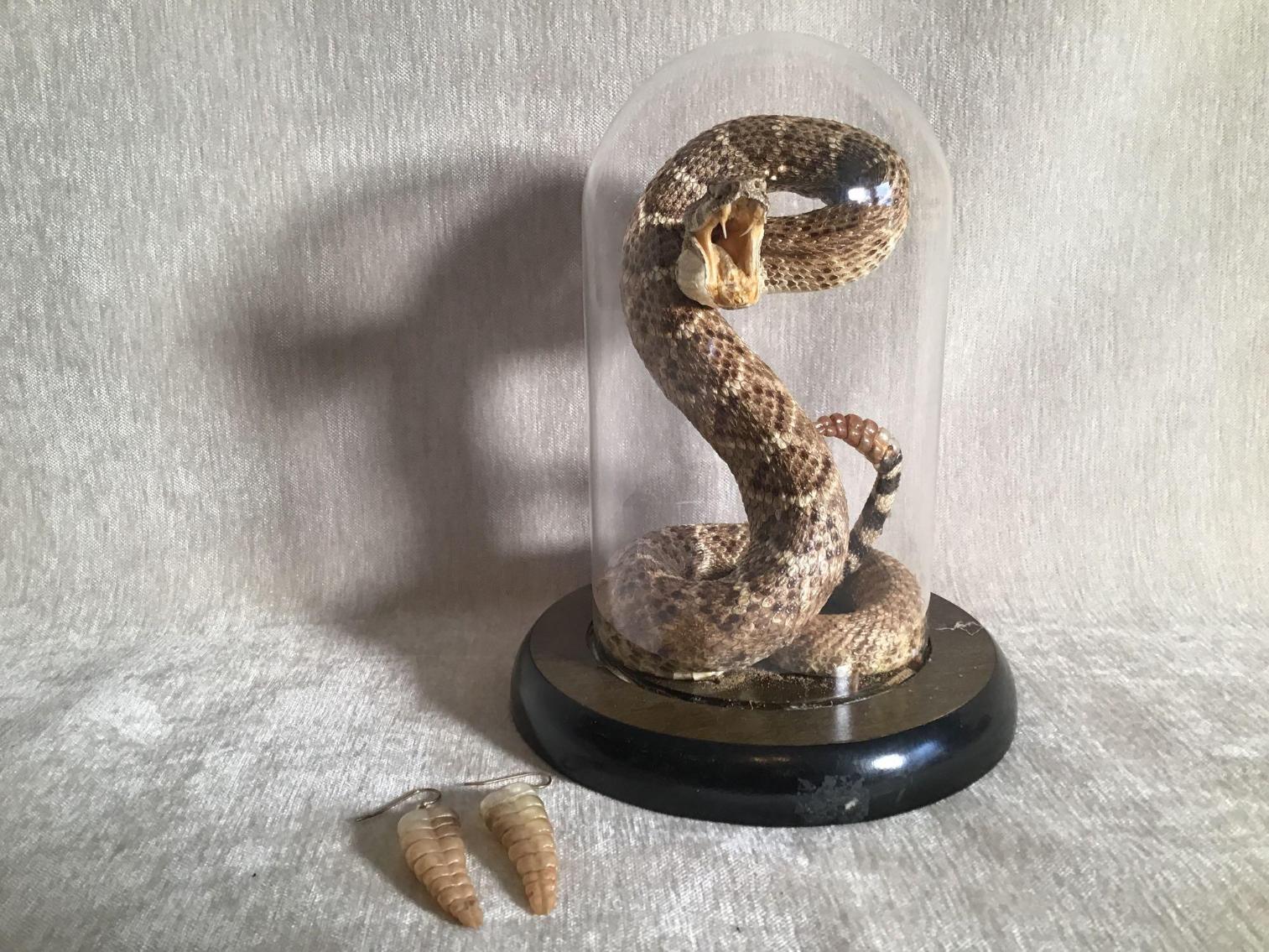 Image for Rattle Snake Taxidermy and Rattler Earrings
