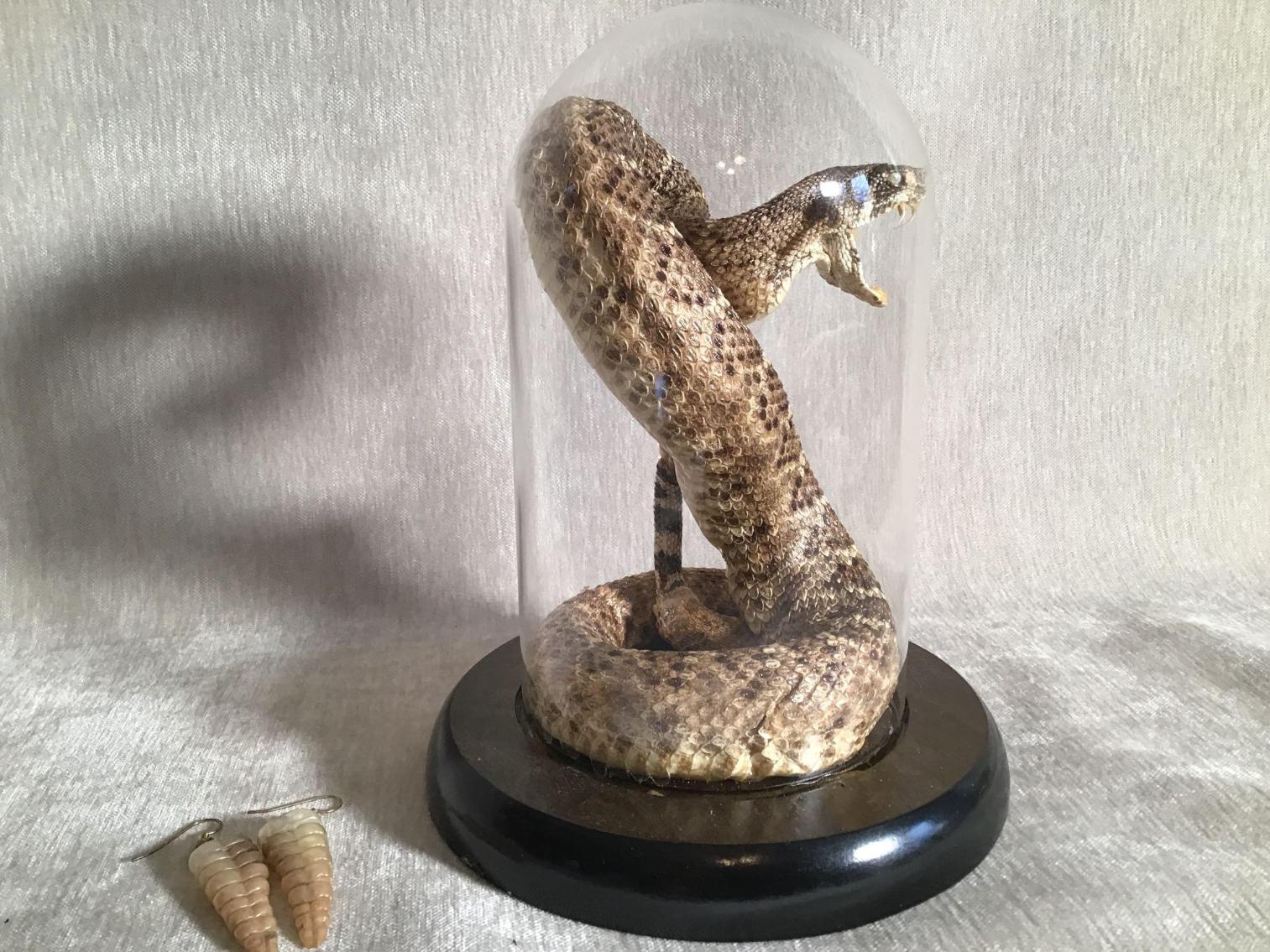 Image for Rattle Snake Taxidermy and Rattler Earrings