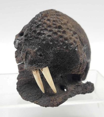 Fossilized Bone & Ivory Walrus Figurine
